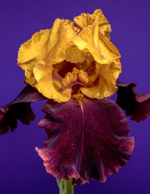 Büyüleyici bir çift renkli iris, parlak sarı ve koyu bordo yapraklarını zengin bir mor arkaplana karşı sergiliyor.