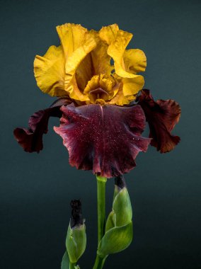 Büyüleyici bir çift renkli iris, canlı sarı ve koyu bordo yapraklarını yumuşak bir deniz mavisi arka planında sergiliyor.