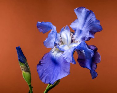 Çiçek açmış canlı bir mavi iris çiçeği, kapalı bir tomurcuğun yanında duruyor. Sıcak, kahverengi bir arka planda. 