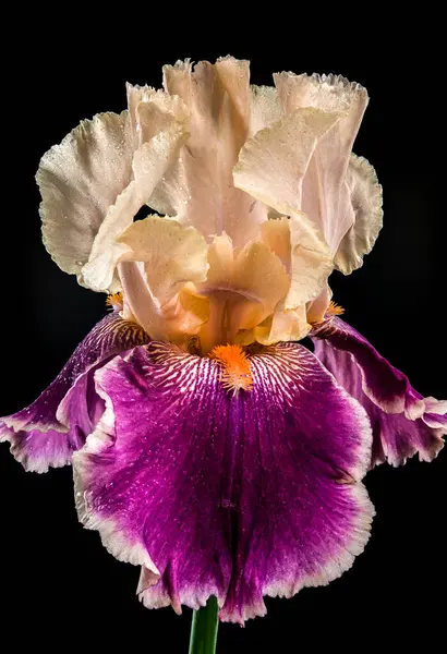 Göz alıcı bir bicolor iris, kaymak gibi beyaz ve zengin mor taç yapraklarının hassas karışımını koyu siyah bir arkaplanda sergiliyor.