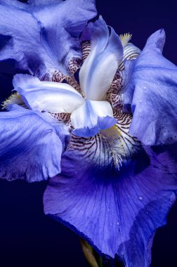 Canlı mavi bir irinin büyüleyici yakın çekimi, narin yaprakları, zengin, koyu mavi bir arka plana doğru açılıyor. 