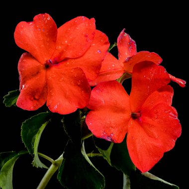 Sivri kırmızı Impatiens Walleriana çiçeklerinin yakın plan bir görüntüsü, narin su damlacıklarıyla süslenmiş, simsiyah bir zemin üzerine kurulmuş.