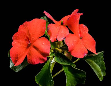 Sivri kırmızı Impatiens Walleriana çiçeklerinin yakın plan bir görüntüsü, narin su damlacıklarıyla süslenmiş, simsiyah bir zemin üzerine kurulmuş.