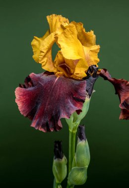 Büyüleyici bir çift renkli iris, canlı sarı ve koyu bordo yapraklarını zengin yeşil bir zemin üzerinde sergiliyor.