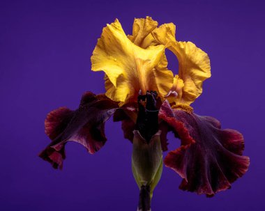 Büyüleyici bir çift renkli iris, parlak sarı ve koyu bordo yapraklarını zengin bir mor arkaplana karşı sergiliyor.