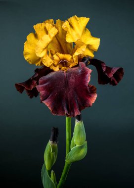 Büyüleyici bir çift renkli iris, canlı sarı ve koyu bordo yapraklarını yumuşak bir deniz mavisi arka planında sergiliyor.
