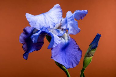 Çiçek açmış canlı bir mavi iris çiçeği, kapalı bir tomurcuğun yanında duruyor. Sıcak, kahverengi bir arka planda. 