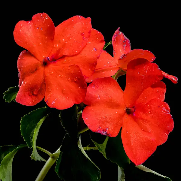 Sivri kırmızı Impatiens Walleriana çiçeklerinin yakın plan bir görüntüsü, narin su damlacıklarıyla süslenmiş, simsiyah bir zemin üzerine kurulmuş.