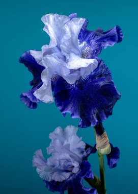 Canlı mavi bir irinin büyüleyici bir yakın çekimi, narin yaprakları, zengin, parlak bir deniz mavisi arka planına doğru açılıyor.