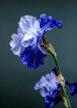 Canlı mavi bir irinin büyüleyici bir yakın çekimi, narin yaprakları, zengin, parlak bir deniz mavisi arka planına doğru açılıyor.