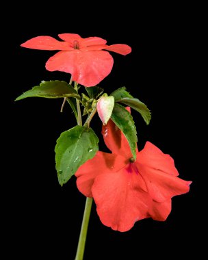 Canlı turuncu Impatiens Walleriana çiçekleri ve gelişmekte olan bir tomurcuğun yakın plan çekimi.