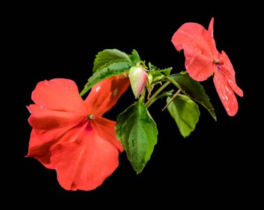 Canlı turuncu Impatiens Walleriana çiçekleri ve gelişmekte olan bir tomurcuğun yakın plan çekimi.