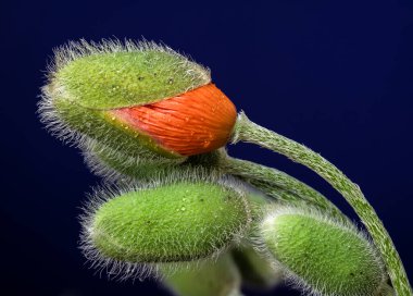 Canlı turuncu bir Papaver oryantal çiçeğinin yakın plan çekimi, koyu mavi bir arkaplan üzerine kurulmuş tüylü yeşil tomurcuklar eşliğinde.