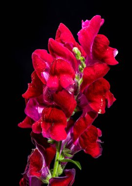 Canlı kırmızı Aslanağzı çiçeklerinin yakın plan çekimi, simsiyah bir arkaplan üzerine kurulmuş.