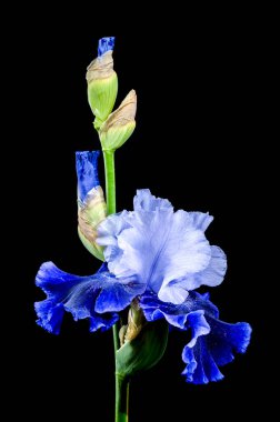 Zarif mavi ve beyaz sakallı bir irisin yakın plan çekimi, narin siyah arka planda uzanan yaprakları.