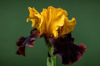 Büyüleyici bir çift renkli iris, canlı sarı ve koyu bordo yapraklarını zengin yeşil bir zemin üzerinde sergiliyor.