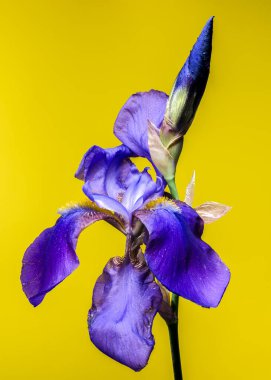 Çiçek açmış canlı bir mor iris çiçeği kapalı bir tomurcukla eşleştirilir. Parlak sarı bir arkaplan karşısında keskin bir zıtlık vardır.