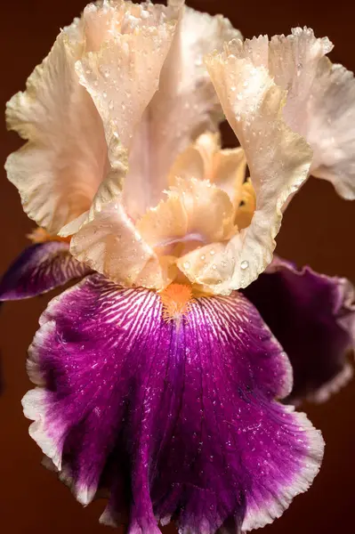 Göz alıcı bir çift renkli iris, kremsi beyaz ve zengin mor yaprakların hassas bir karışımını sıcak kahverengi arka planda sergiliyor.