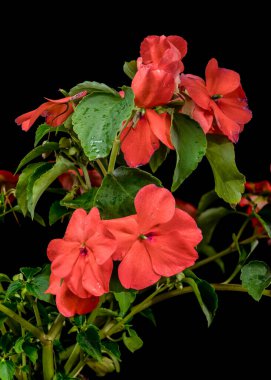 Canlı turuncu Impatiens Walleriana çiçekleri ve gelişmekte olan bir tomurcuğun yakın plan çekimi.