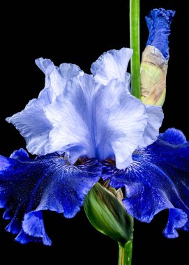 Zarif mavi ve beyaz sakallı bir irisin yakın plan çekimi, narin siyah arka planda uzanan yaprakları.