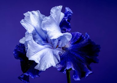 Canlı mavi bir irinin büyüleyici yakın çekimi, narin yaprakları, zengin, koyu mavi bir arka plana doğru açılıyor.