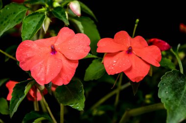 Canlı turuncu Impatiens Walleriana çiçekleri ve gelişmekte olan bir tomurcuğun yakın plan çekimi.