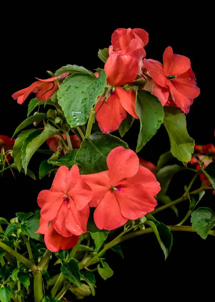 Canlı turuncu Impatiens Walleriana çiçekleri ve gelişmekte olan bir tomurcuğun yakın plan çekimi.