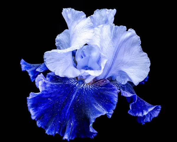 Zarif mavi ve beyaz sakallı bir irisin yakın plan çekimi, narin siyah arka planda uzanan yaprakları.