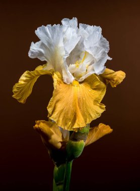 İki zarif beyaz ve sarı sakallı iris çiçeğinin yakın plan çekimi. Karmaşık yaprakları, sıcak kahverengi arka planda sergileniyor.