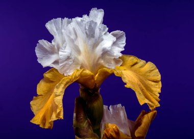 Göz kamaştırıcı beyaz ve sarı sakallı süsen çiçeğinin yakın planda çekilmiş bir fotoğrafı. Karmaşık yaprakları zengin, derin, mavi bir arkaplanda sergileniyor.