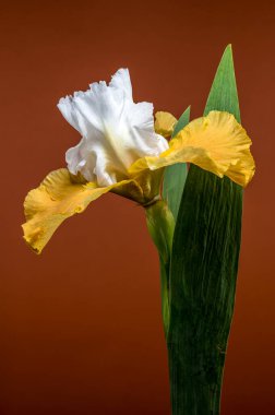 Göz kamaştırıcı beyaz ve sarı bir irisin yakın plan çekimi. Karmaşık yaprakları, sıcak kahverengi arka planda sergileniyor.