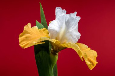 Göz kamaştırıcı beyaz ve sarı bir irinin yakın plan çekimi, narin taç yaprakları canlı kırmızı arka planda sergileniyor.