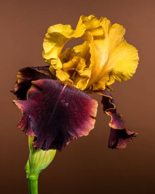 Canlı sarı ve mor sakallı bir irinin büyüleyici yakın çekimi, sıcak kahverengi bir arka plana karşı karmaşık yapraklarını sergiliyor.