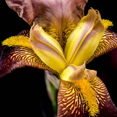 Sakallı bir irisin canlı bir yakın çekimi zengin mor ve parlak sarı yaprakları sergiliyor. Koyu siyah bir arka plana karşı karmaşık desenleri var.