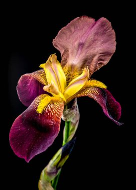 Sakallı bir irisin canlı bir yakın çekimi zengin mor ve parlak sarı yaprakları sergiliyor. Koyu siyah bir arka plana karşı karmaşık desenleri var.