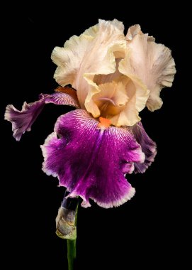 Sakallı bir irisin çarpıcı yakın çekimi. Güzel bir krem ve koyu mor yapraklar sergiliyor. Koyu siyah bir arka plana karşı karmaşık desenleri var.