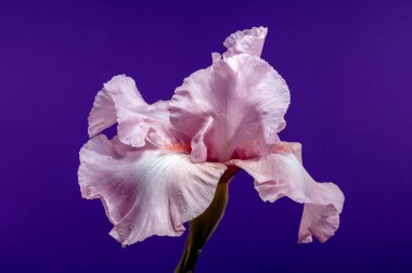 Güzel pembe bir iris çiçeğinin yakın plan çekimi, narin yaprakları koyu bir arka plana doğru açılıyor.