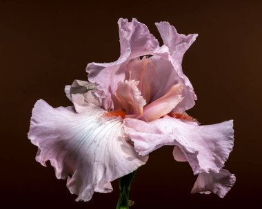 Zarif pembe sakallı bir iris çiçeğinin yakın plan fotoğrafı, narin yaprakları, sıcak kahverengi bir arka planda sergileniyor.