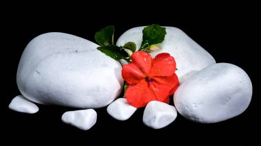 Işıl ışıl kırmızı bir Impatiens Walleriana çiçeğinin, pürüzsüz beyaz taşların üzerinde, koyu siyah bir arkaplana uzanan yakın plan çekimi.