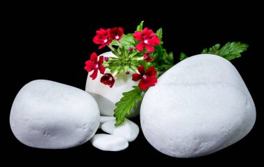 Pürüzsüz beyaz taşların arasında büyüyen parlak kırmızı Verbena melez çiçeklerinin yakın plan çekimi.