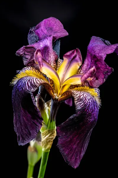 Sakallı bir irisin çarpıcı bir yakın çekimi koyu mor ve parlak sarı yapraklar sergiliyor.