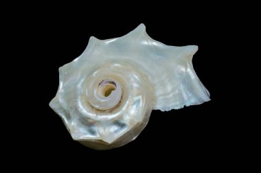 Göz kamaştırıcı bir Delphinula deniz kabuğu stüdyosu görüntüsü. Yanardöner bedeni ve siyah üzerine dikenli şekli sergileniyor.