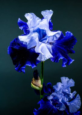 Canlı mavi bir irinin büyüleyici bir yakın çekimi, narin yaprakları, zengin, parlak bir deniz mavisi arka planına doğru açılıyor.