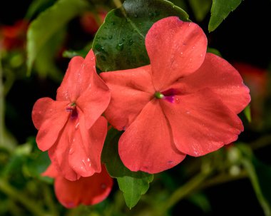 Canlı turuncu Impatiens Walleriana çiçekleri ve gelişmekte olan bir tomurcuğun yakın plan çekimi.