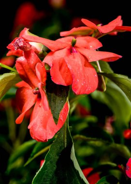Canlı turuncu Impatiens Walleriana çiçekleri ve gelişmekte olan bir tomurcuğun yakın plan çekimi.