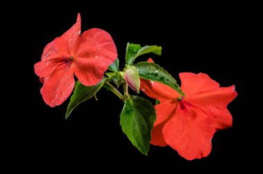 Canlı turuncu Impatiens Walleriana çiçekleri ve gelişmekte olan bir tomurcuğun yakın plan çekimi.