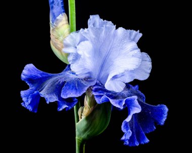 Zarif mavi ve beyaz sakallı bir irisin yakın plan çekimi, narin siyah arka planda uzanan yaprakları.