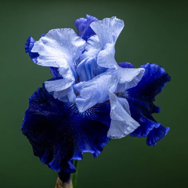 Canlı mavi bir irinin büyüleyici yakın çekimi, narin yaprakları, zengin, koyu yeşil bir arka plana doğru açılıyor.