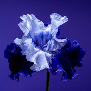 Canlı mavi bir irinin büyüleyici yakın çekimi, narin yaprakları, zengin, koyu mavi bir arka plana doğru açılıyor.