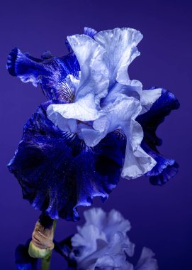 Canlı mavi bir irinin büyüleyici yakın çekimi, narin yaprakları, zengin, koyu mavi bir arka plana doğru açılıyor.